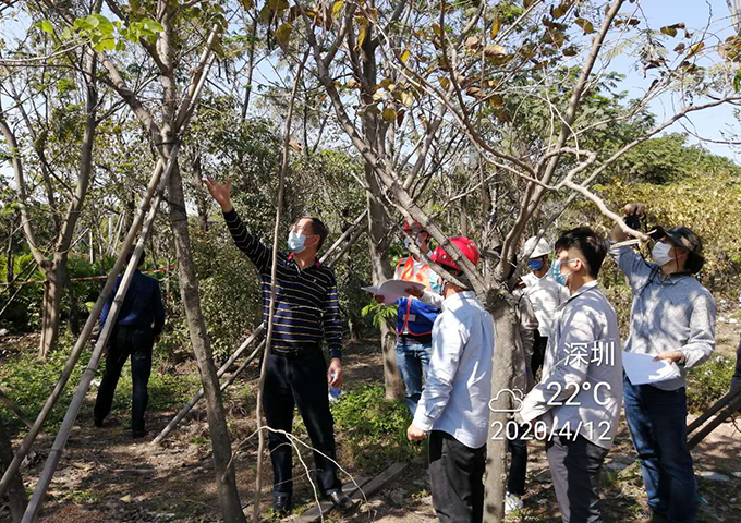 苗木清點(diǎn)、甄別